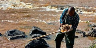 Mara River Users Association Secretary Paul Rono looks for invertebrates in River Mara to determine the health of the river. 