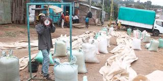 Maize Farmers