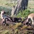 Hyenas