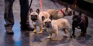 A dog owner with his French bulldogs.