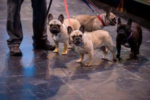A dog owner with his French bulldogs.