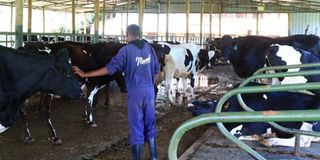 Meved Dairy Farm