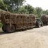 Sugarcane at Chemelil Sugar Factory in Kisumu County on January 14, 2020.