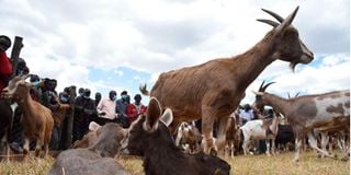 Dairy goats