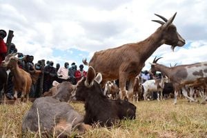 Dairy goats