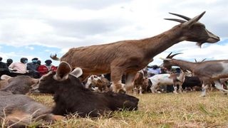 Dairy goats