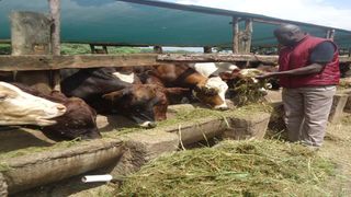 Thomas Onono, a livestock officer