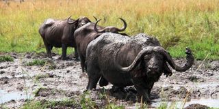 Buffalos at Ruma National Park.