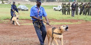 A Boerboel dog