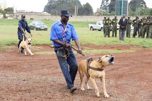 Boerboel dog
