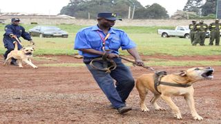 Boerboel dog