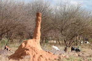 An anthill at Chemolingot in Baringo. Sand flies, which cause Kala-zaar disease, an NTD, hibernate in dormant anthills.