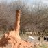 An anthill at Chemolingot in Baringo. Sand flies, which cause Kala-zaar disease, an NTD, hibernate in dormant anthills.