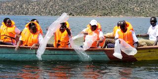 KVDA Turkwel dam fingerlings