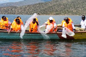 KVDA Turkwel dam fingerlings