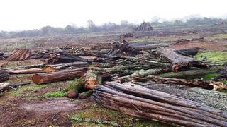 Mau Forest logging