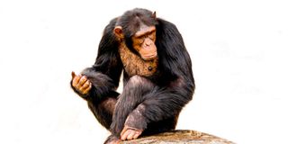 Chimpanzees