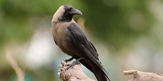 house crow