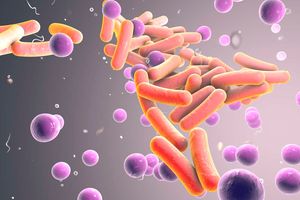 shigella, bacteria, diarrhoea
