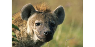 hyena