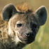 hyena