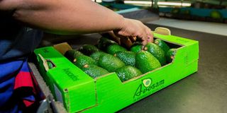 Avocado Exports