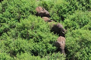Elephants in the Imenti Forest in Meru