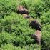 Elephants in the Imenti Forest in Meru