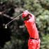 David Wakhu follows the progress of his shot from 18th hole fairway during Magical Kenya Open 