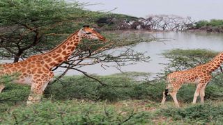 Rothschild Giraffe