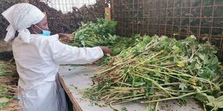 Awuoth Women Community Based Organisation