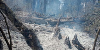 Kirisia forest in Samburu County