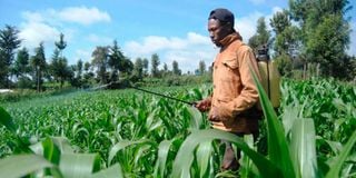 Maize farm