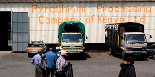 Pyrethrum Processing Company