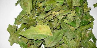 Neem leaves