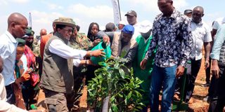 International Day of Forests Kajiado