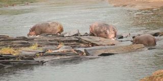 hippos