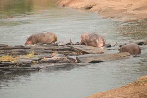 hippos