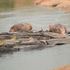hippos