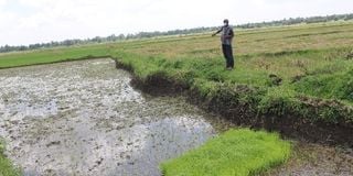 Mwea rice farm 