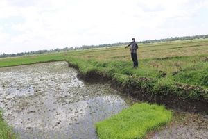 Mwea rice farm 