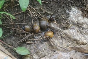 apple snail