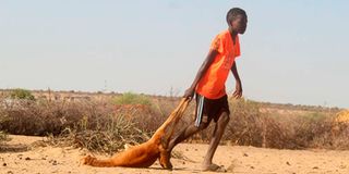 Marsabit drought