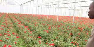 A greenhouse at Karuturi farm