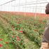 A greenhouse at Karuturi farm