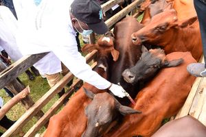 livestock vaccination 