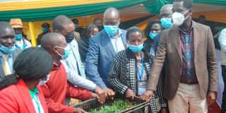 pyrethrum seedlings Nakuru