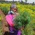 A farm worker with some freshly harvested dill