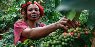 Coffee farmer