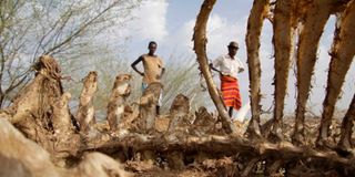 Sieslucho village in Marsabit